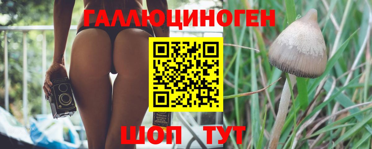 Галлюциногенные грибы Cubensis Гулькевичи